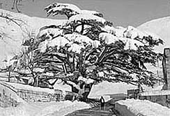 History of skiing in the Cedars of Lebanon