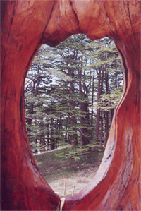 Cedars forest of Lebanon