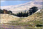 The Cedars of Lebanon